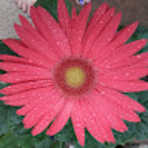 Meet your Posher, Grace